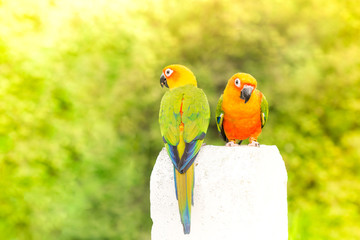 green parrot lovebird