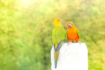 green parrot lovebird