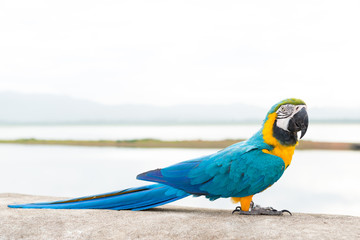 Fototapeta na wymiar Blue & Gold Macaw