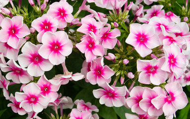 Фотография флоксов крупным планом.