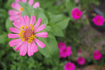 Obraz premium pink zinnia flower.