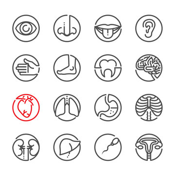 Human Anatomy icons with White Background 