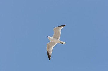 Audouin’s Gull in flight. It is an endangered gull restricted to the Mediterranean and the western coast of Saharan Africa. Photo taken in Santa Pola, Alicante, Spain.