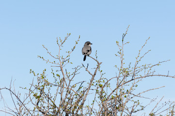 Southern Grey Shrike, Lanius meridionalis, perched on a branch. Photo taken in Colmenar Viejo, Madrid, Spain