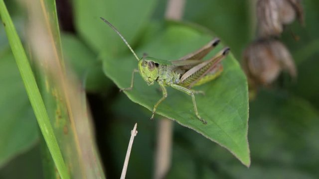 Meadow grasshopper (Chorthippus parallelus) calling song. Male grasshopper (Order Orthoptera) stridulating showing motion of long hind legs against wings, with multiple verses