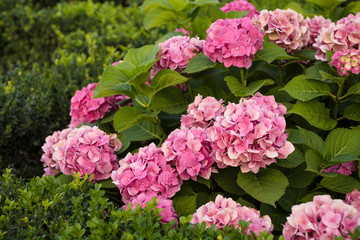 Pink blossom hydrangeas in the garden closeup