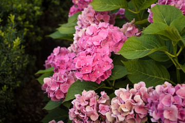 Pink blossom hydrangeas in the garden closeup