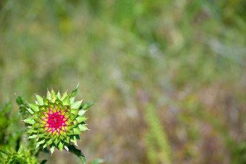 Spiny Prickly Musk Thistle Flower Plant with Shallow Focus
