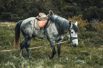 Horse on the pasture.