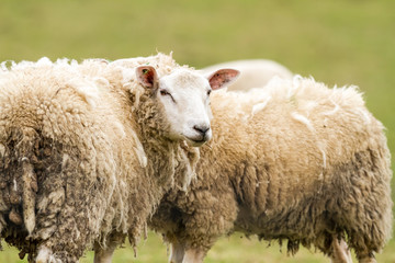 Obraz premium sheep on the field