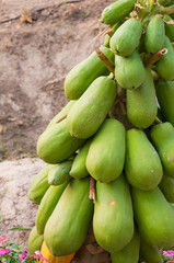 fresh papaya on tree,Papaya tree in the orchard of Thailand
