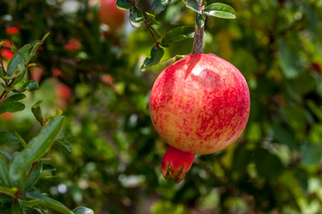 Grenade
Grenadier commun