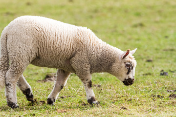 Obraz na płótnie Canvas sheep on the field