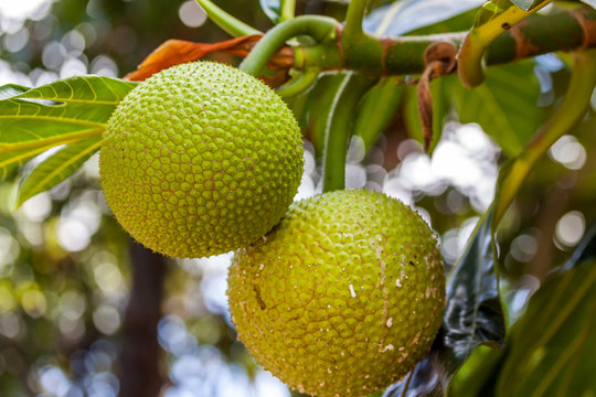 Fruit &agrave; pain