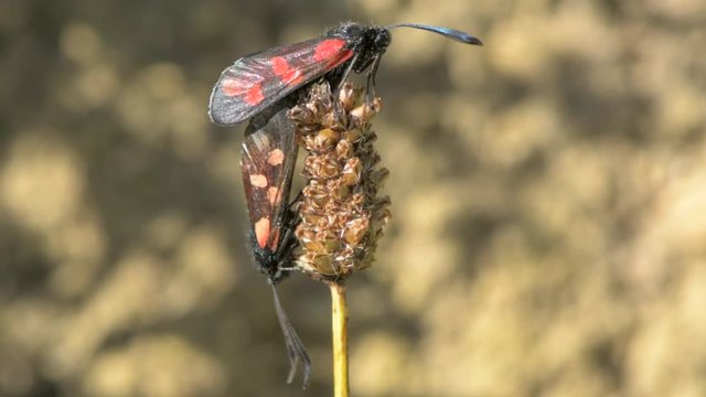 Six-spot burnet moths (Zygaena filipendulae) mating. A pair of worn insects in the family Zygaenidae in cop on plantain seedhead, moving around