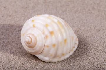 Single sea shell of marine snail lying on the sand, close up.