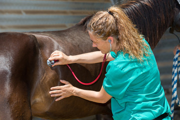 Veterinary horses on the farm - 116987106