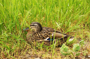 duck lies in the grass