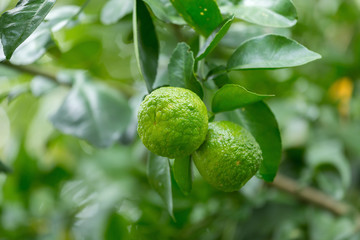 green Bergamot on Tree
