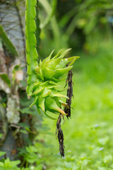Raw dragon fruit at farm