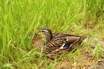 duck lies in the grass