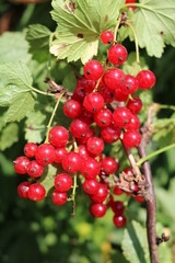 Red Currant, Currant, or common or garden currant (Ribes rubrum) - deciduous shrub with red edible berries
