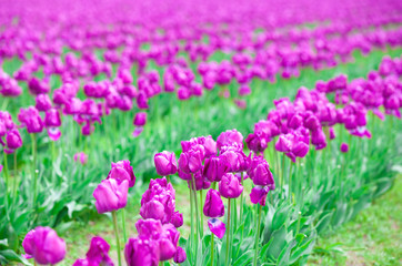 Rows of beautiful purple tulips flowers in a large field