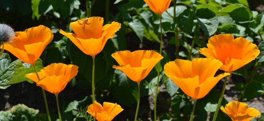 калифорнийский мак.