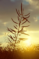 Rapeseed field before harvesting at sunset.