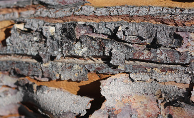 Texture or background old tree bark