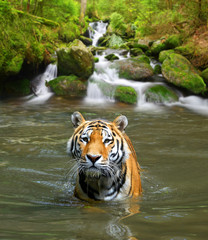 Naklejka na ściany i meble Siberian Tiger in water
