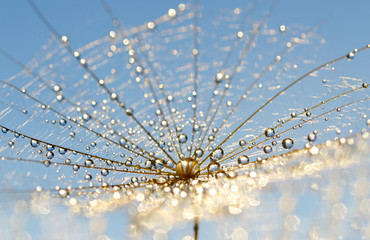 Dew drops on a dandelion seed close up.