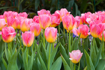 Colorful pink tulips flowers,The blooming of tulip,The beautiful blooming tulips in garden
