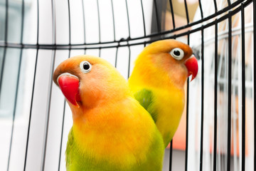 Beautiful Colorful Lovebirds © Abraham Adeodatus