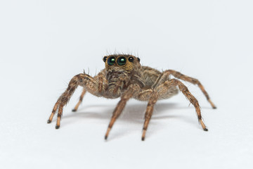 Jumping spider on White background
