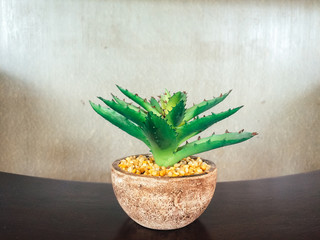 small aloe cactus in  pot on wood table