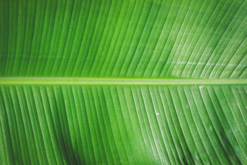 Fresh Banana Leaf, Background. vintage filter effect.