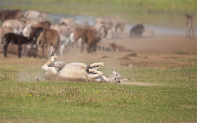 Donkey bathing in dust