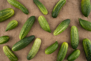 Fresh green cucumbers on a background of burlap.