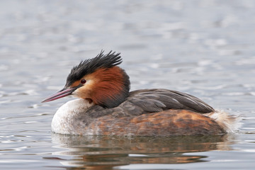 Great crested grebe (Podiceps cristatus)