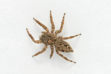 Jumping spider on White background
