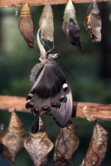 Metamorphose Schmetterling Schwalbenschwanz