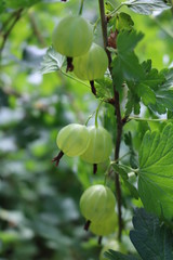 Gooseberry, reject, European (Ribes uva-crispa) with berries