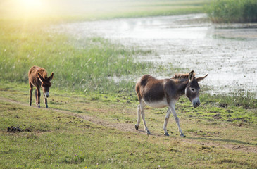 Naklejka na ściany i meble Two donkeys walking beside pond in summer time