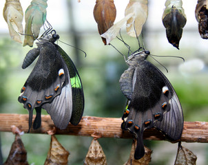 Fototapeta premium Metamorphose