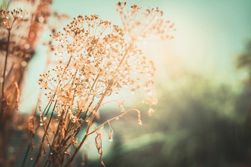 Obrazy na Szkle  Jesienny zachód słońca krajobraz natura tło. Suszone kwiaty z kroplami wody po deszczu. Selektywne skupienie