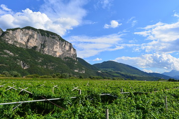 Obstplantagen in Südtirol Bozen