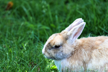 Hase auf der Wiese