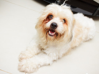 Bushy Haired Dog Poses