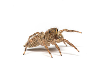 small jumping spider on a white background
